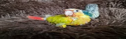 Conures birds for sale: Adorable fully hand reared baby conures!!  - Advert 5