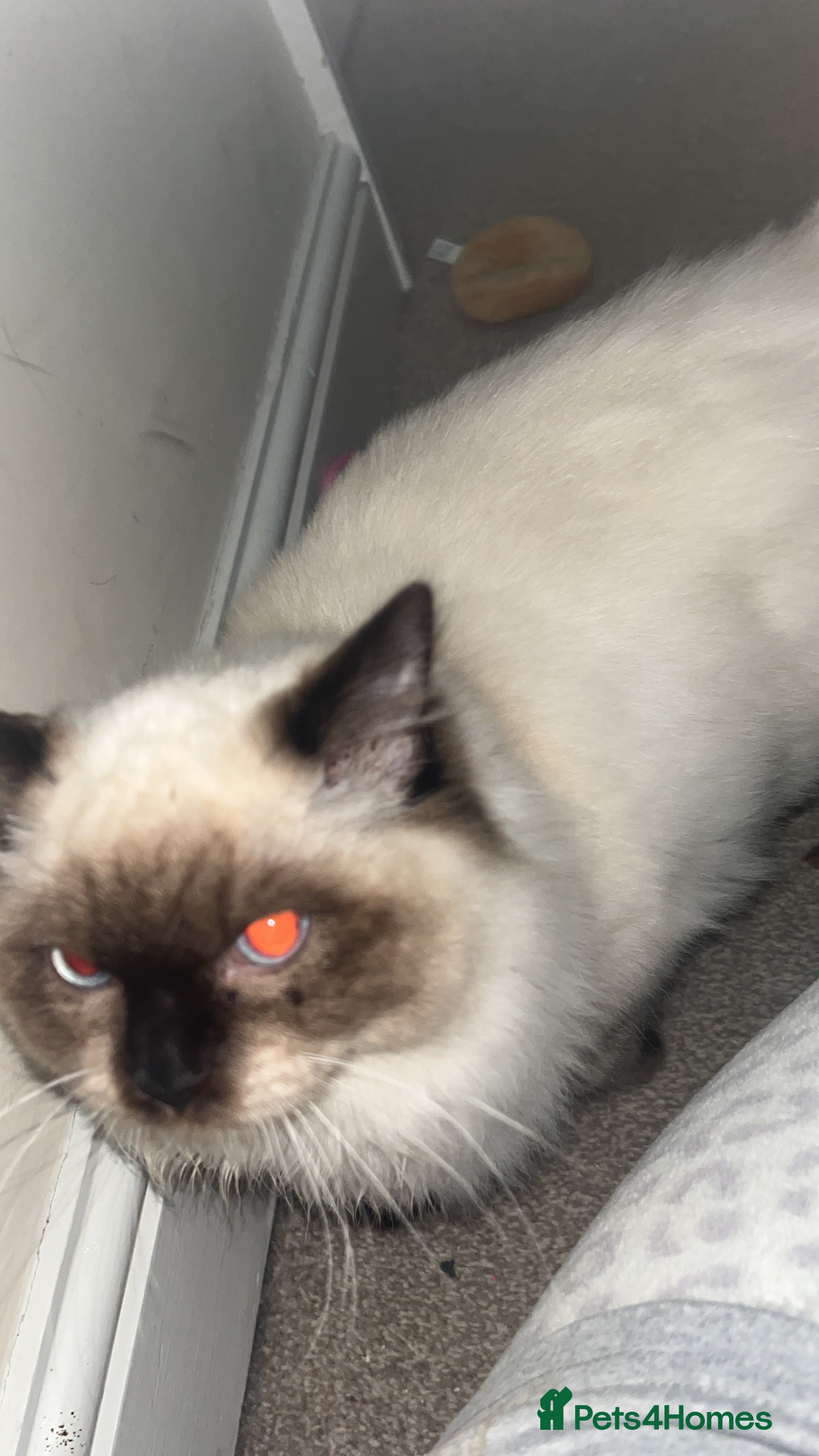 Ragdoll cats Rehoming my ragdoll  - Advert 1