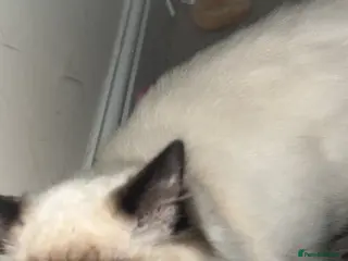 Ragdoll cats Rehoming my ragdoll - Advert 1