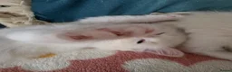 Ragdoll cats for sale: GCCF registered Ragdoll kittens  - Advert 18