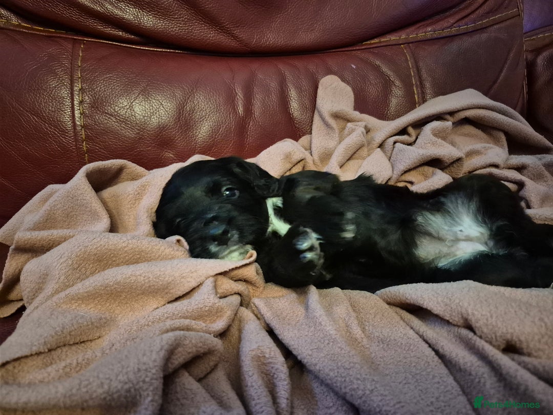 Mixed Breed dogs for sale: Poogle puppies for sale - Image 7