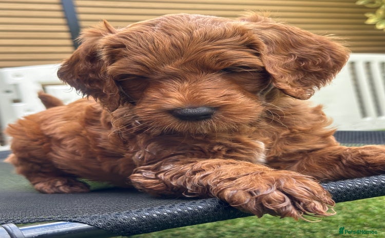 Goldendoodle dogs - Advert 1