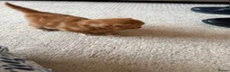 Mixed Breed cats for sale: Mixed Breed Kittens  - Advert 3