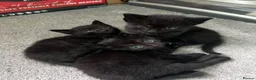 Mixed Breed cats for sale: 2 beautiful black male kittens in Swindon - Advert 3