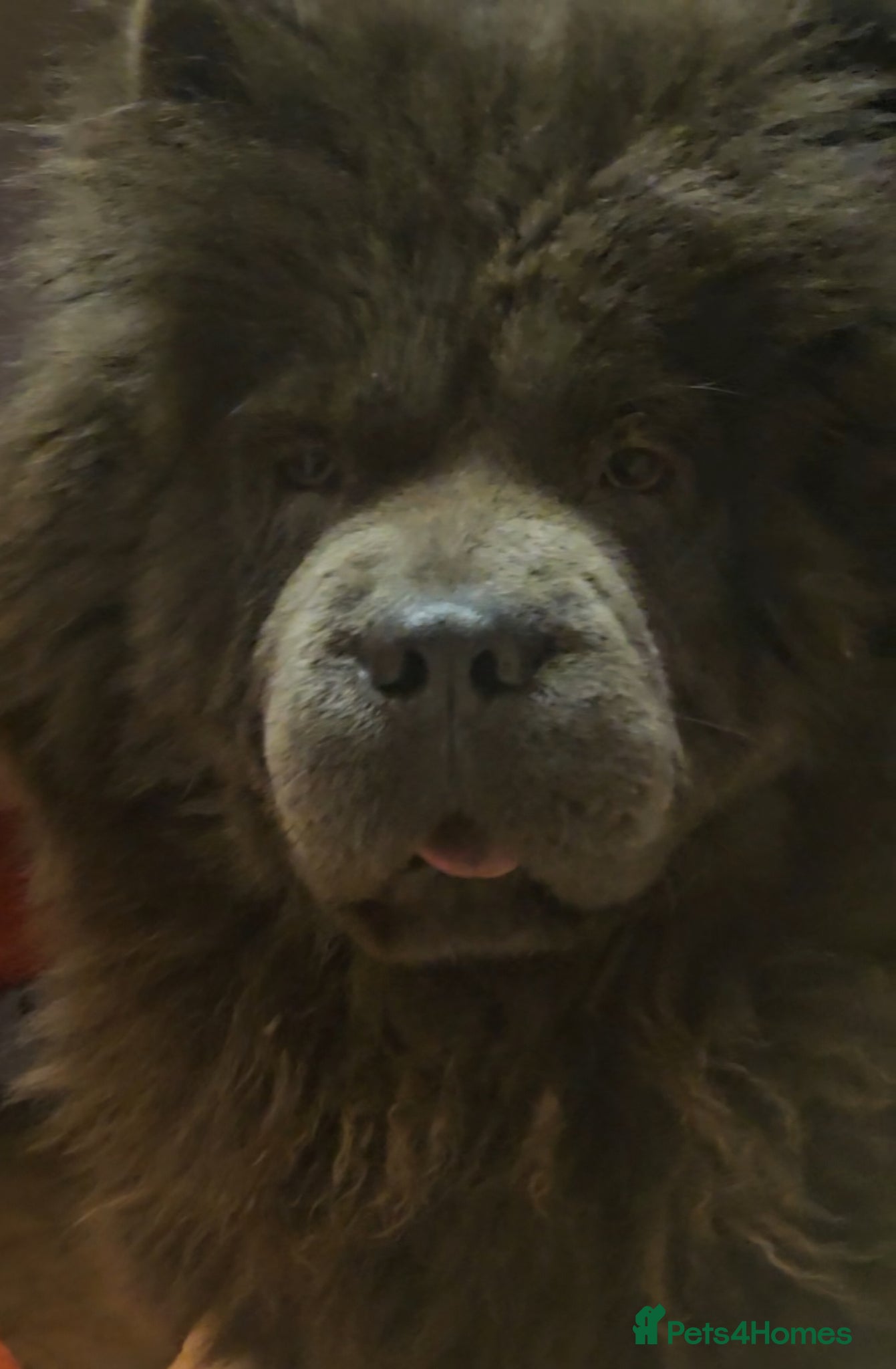 Chow Chow dogs 1-year-old female blue chowchow  - Advert 6