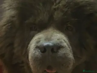 Chow Chow dogs 1-year-old female blue chowchow - Advert 6