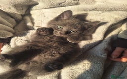 British Shorthair cats for sale: Happy Ragdoll British Short Haired Cross - Image 13