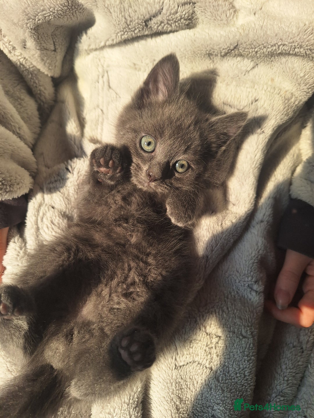 British Shorthair cats for sale: Happy Ragdoll British Short Haired Cross - Image 13