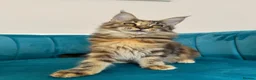 Maine Coon cats for sale: TICA Pedigree Registered Maine Coon Kittens - Advert 8