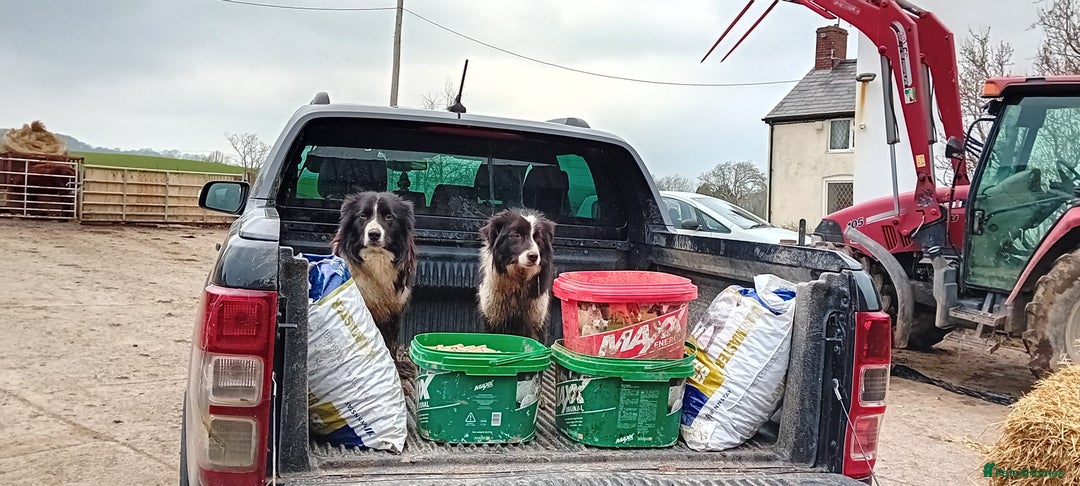 Border Collie dogs for sale: Border Collie puppies  - Advert 17
