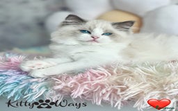 Ragdoll cats for sale: 🐾🩷*TICA REG* LYNX TABBY EU RAGDOLL KITTENS🩵🐾 - Image 10