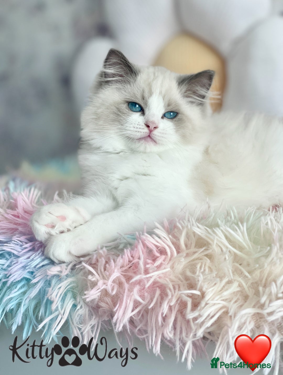 Ragdoll cats for sale: 🐾🩷*TICA REG* LYNX TABBY EU RAGDOLL KITTENS🩵🐾 - Image 10