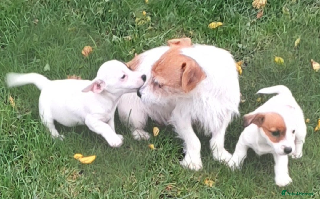 Jack Russell dogs for sale: Beautiful Jack russel puppys - Image 3