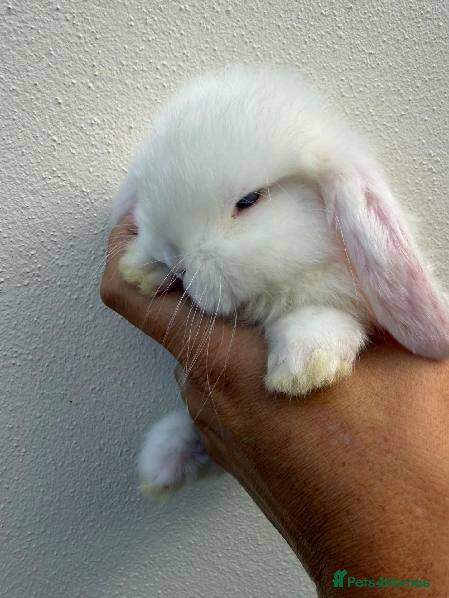Mini Lop rabbits 1 Purebred minilop BEW buck*Available to Reserve* - Advert 1