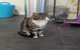 Domestic Shorthair cats for sale: Friendly Indoor & Outdoor Cat for new home - Image 6