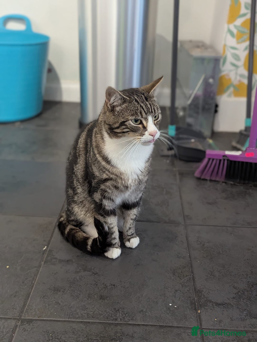 Domestic Shorthair cats for sale: Friendly Indoor & Outdoor Cat for new home - Image 6