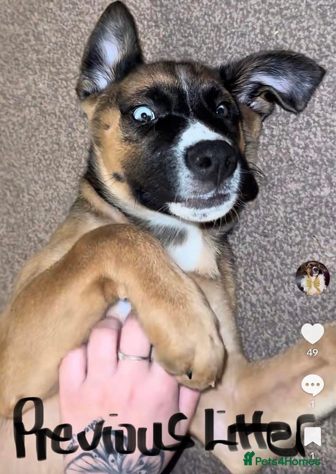 Mixed Breed dogs for sale: RARE BLUE EYE Sholly  ** tiff x Husky  - Advert 9