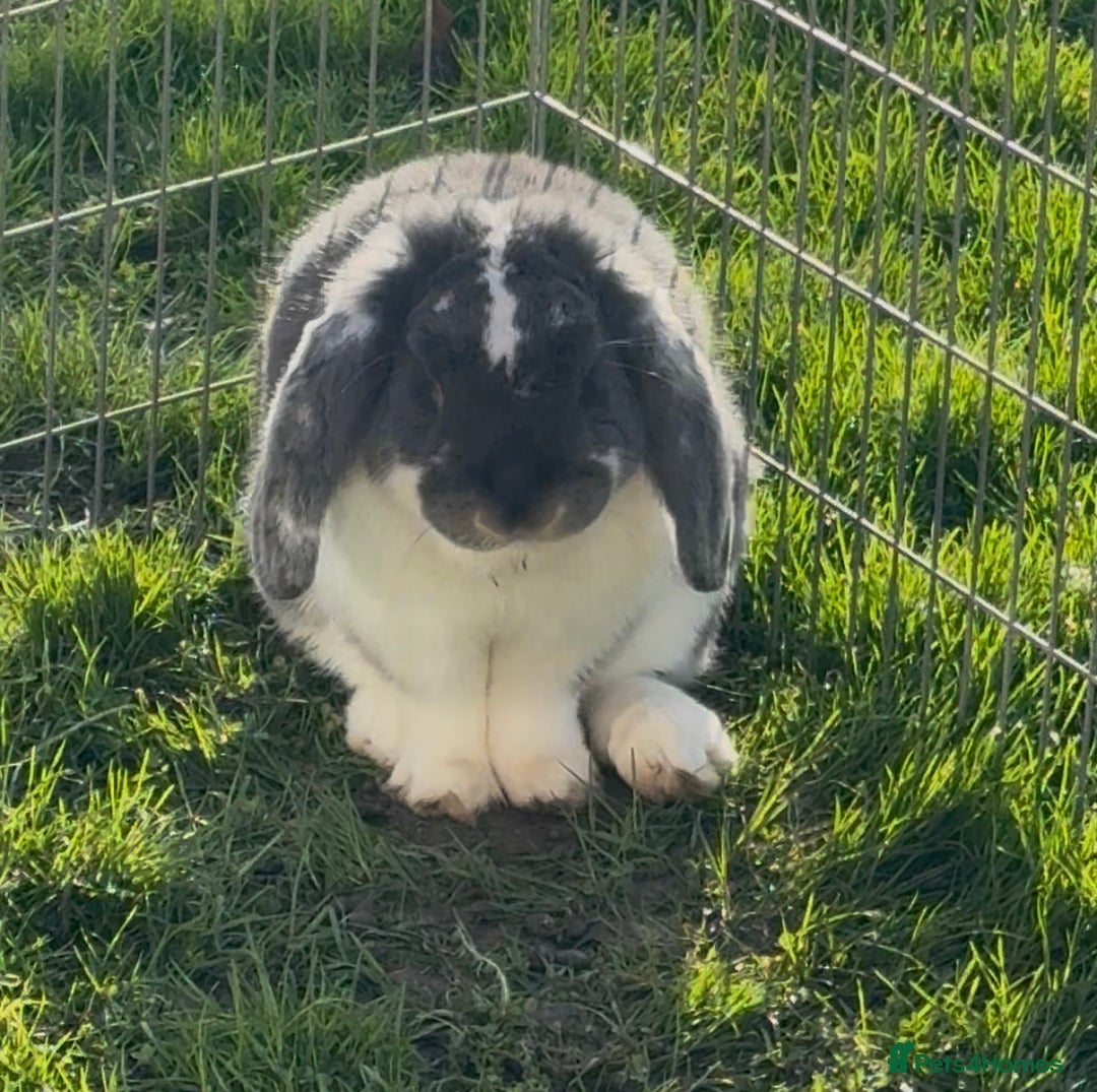 French Lop rabbits for sale: Stunning blue otter butterfly boy  - Advert 1