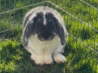 French Lop rabbits Vaccinated Stunning blue otter butterfly boy - Advert 2