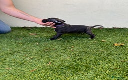 Staffordshire Bull Terrier dogs for sale: Gorgeous black brindle Staffy pups KC - Image 12