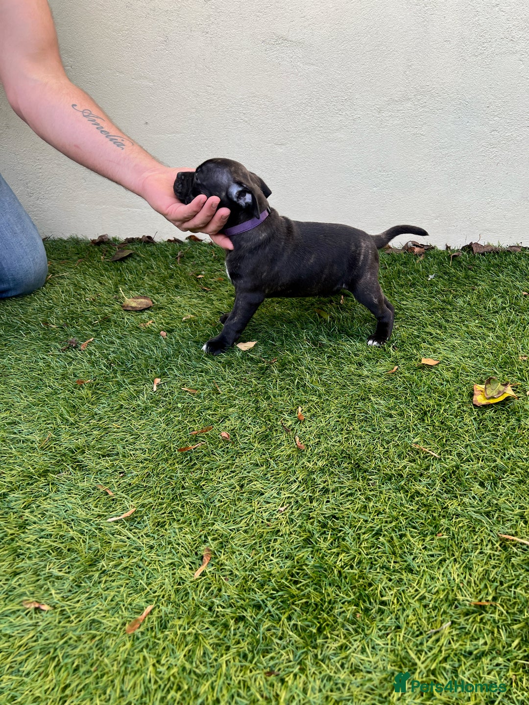 Staffordshire Bull Terrier dogs for sale: Gorgeous black brindle Staffy pups KC - Image 12