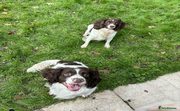 English Springer Spaniel dogs - Advert 2