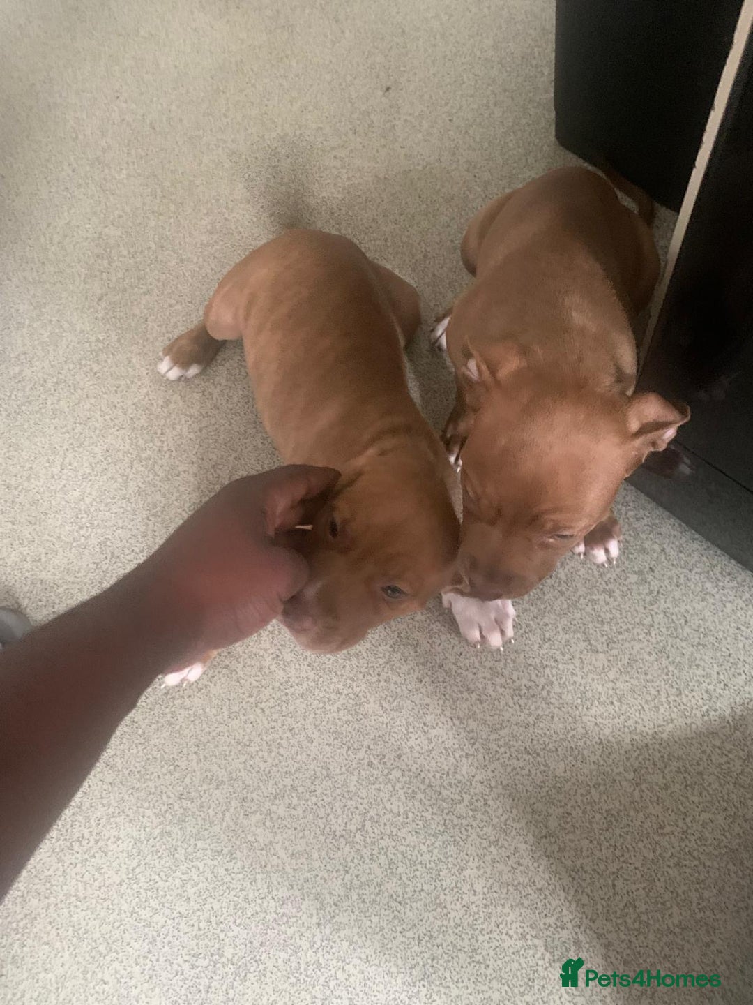 Mixed Breed dogs for sale: Bullmastiff x Mastiff - Ready Now - London - Image 13