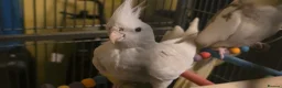 Cockatiels birds for sale: Albino Cockatiel–14 Weeks–Breeder Bred - Wetherby in Wetherby - Advert 7