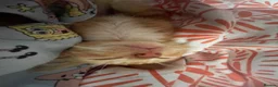 Mixed Breed cats for sale: 2 Male Kittens For sale!! - Advert 8