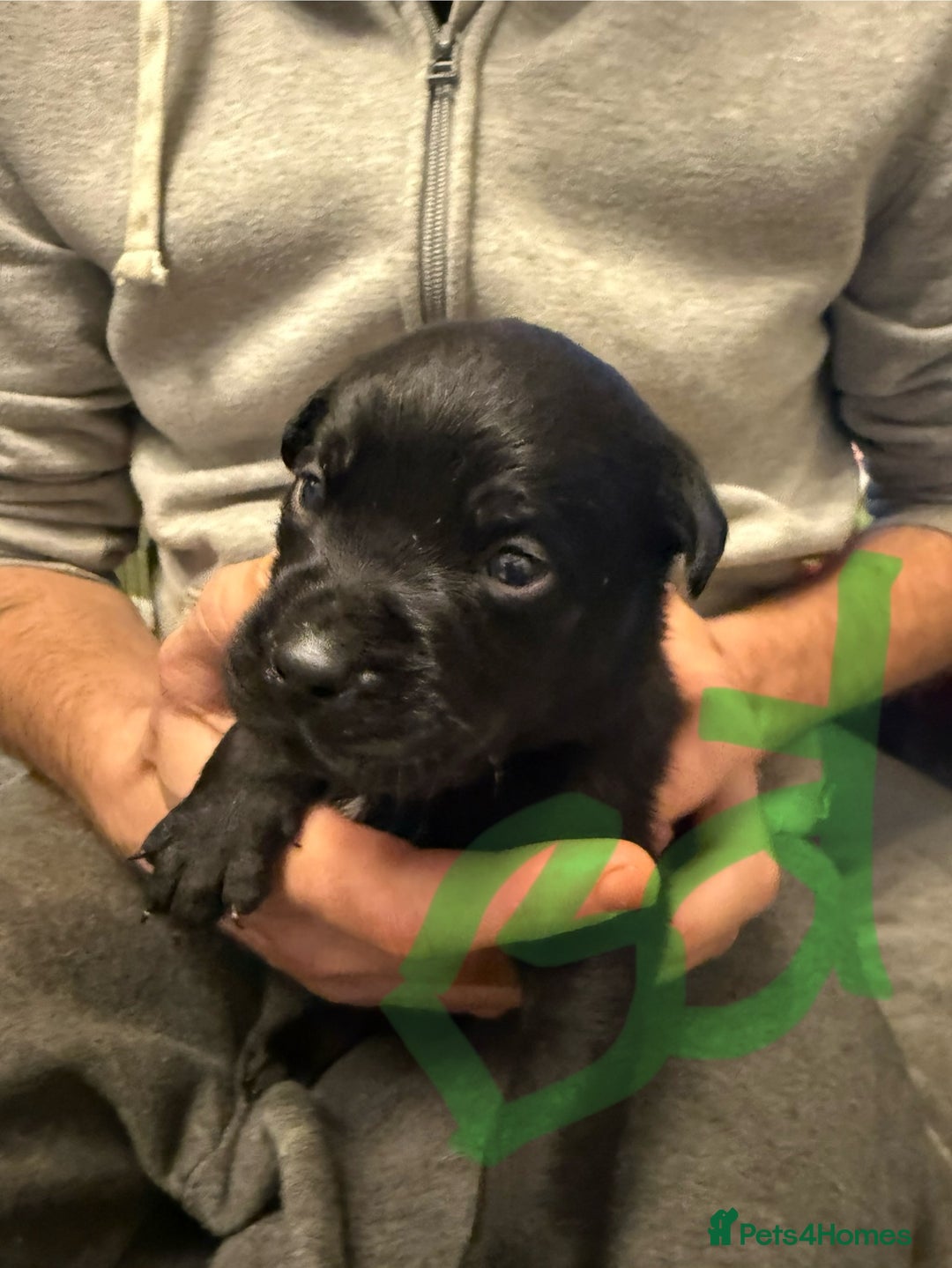 Mixed Breed dogs for sale: Mastador pups - Image 25