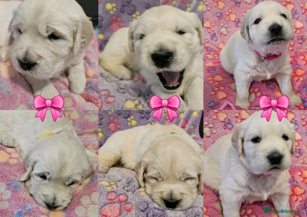 Golden Retriever dogs  Golden Retriever Puppies( only 2 girls available) - Advert 10