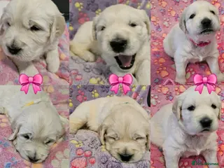 Golden Retriever dogs Golden Retriever Puppies( only 2 girls available) - Advert 10