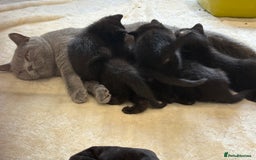 British Shorthair cats for sale: British shorthair cross kittens - Image 4