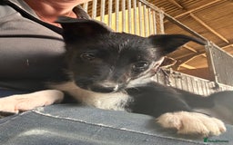 Mixed Breed dogs for sale: Stunning Collie pups - Image 4