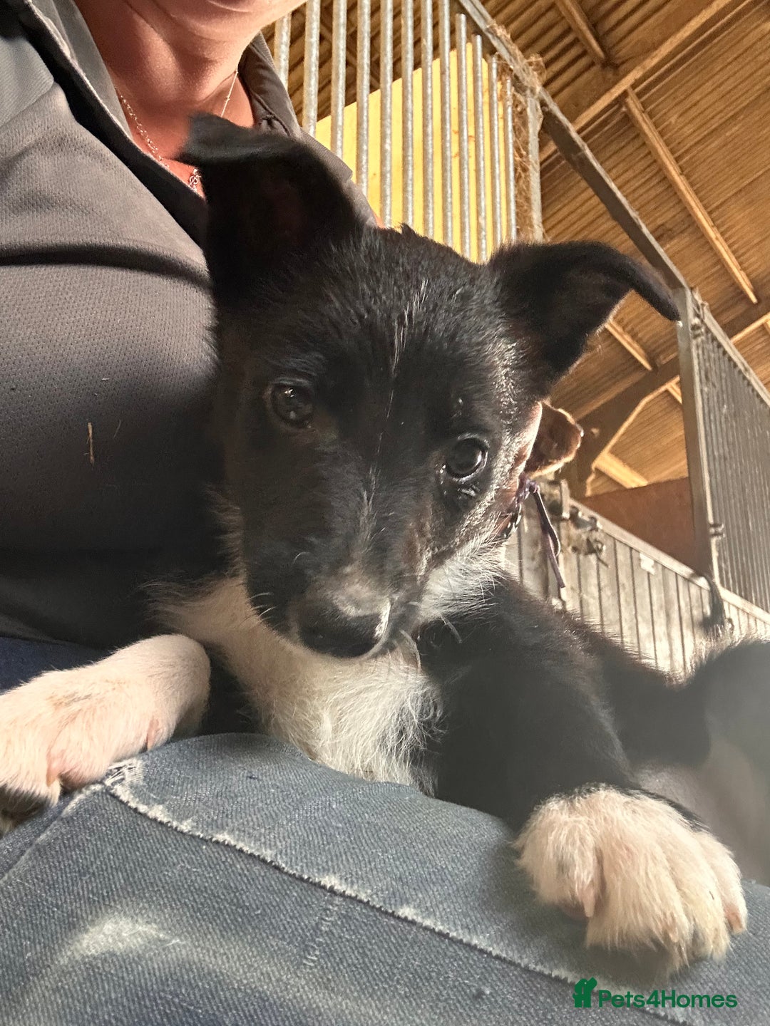 Mixed Breed dogs for sale: Stunning Collie pups - Image 4
