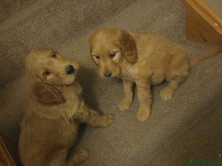 Goldendoodle dogs LAST 2 HUGE PRICE DROP TO RE-HOME ASAP - Advert 2