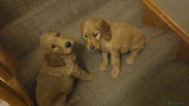 Goldendoodle dogs LAST 2 HUGE PRICE DROP TO RE-HOME ASAP - Advert 3