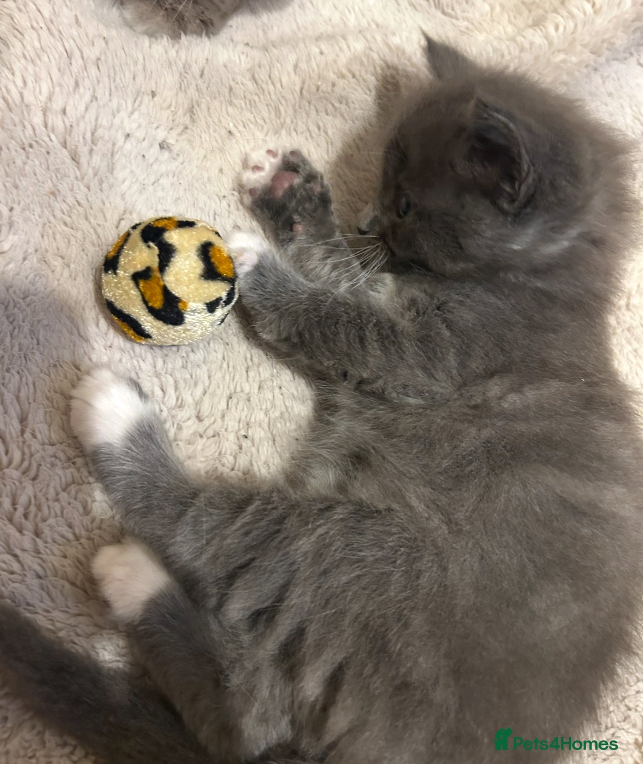 Mixed Breed cats for sale: Beautiful half ragdoll kittens 💖 - Advert 3