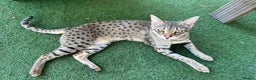 Savannah cats for sale: Beautiful F2 Female Savannah - Advert 3