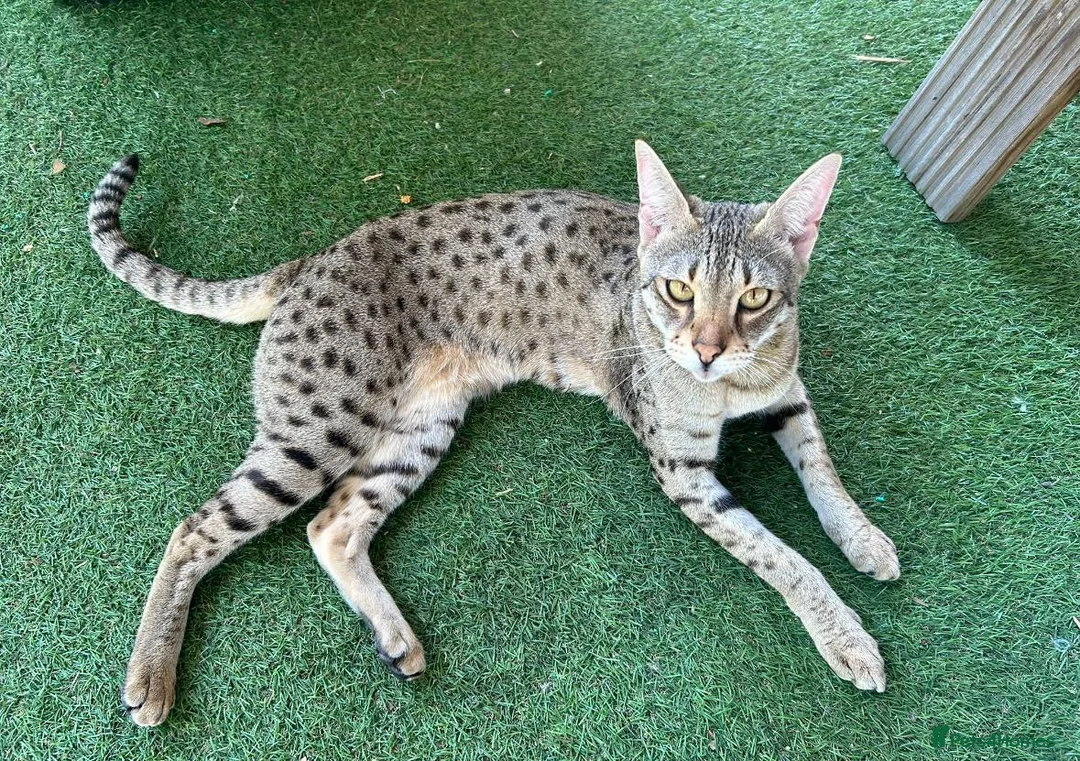 Savannah cats for sale: Beautiful F2 Female Savannah - Advert 4