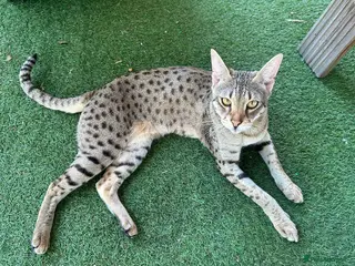 Savannah cats Beautiful F2 Female Savannah - Advert 9