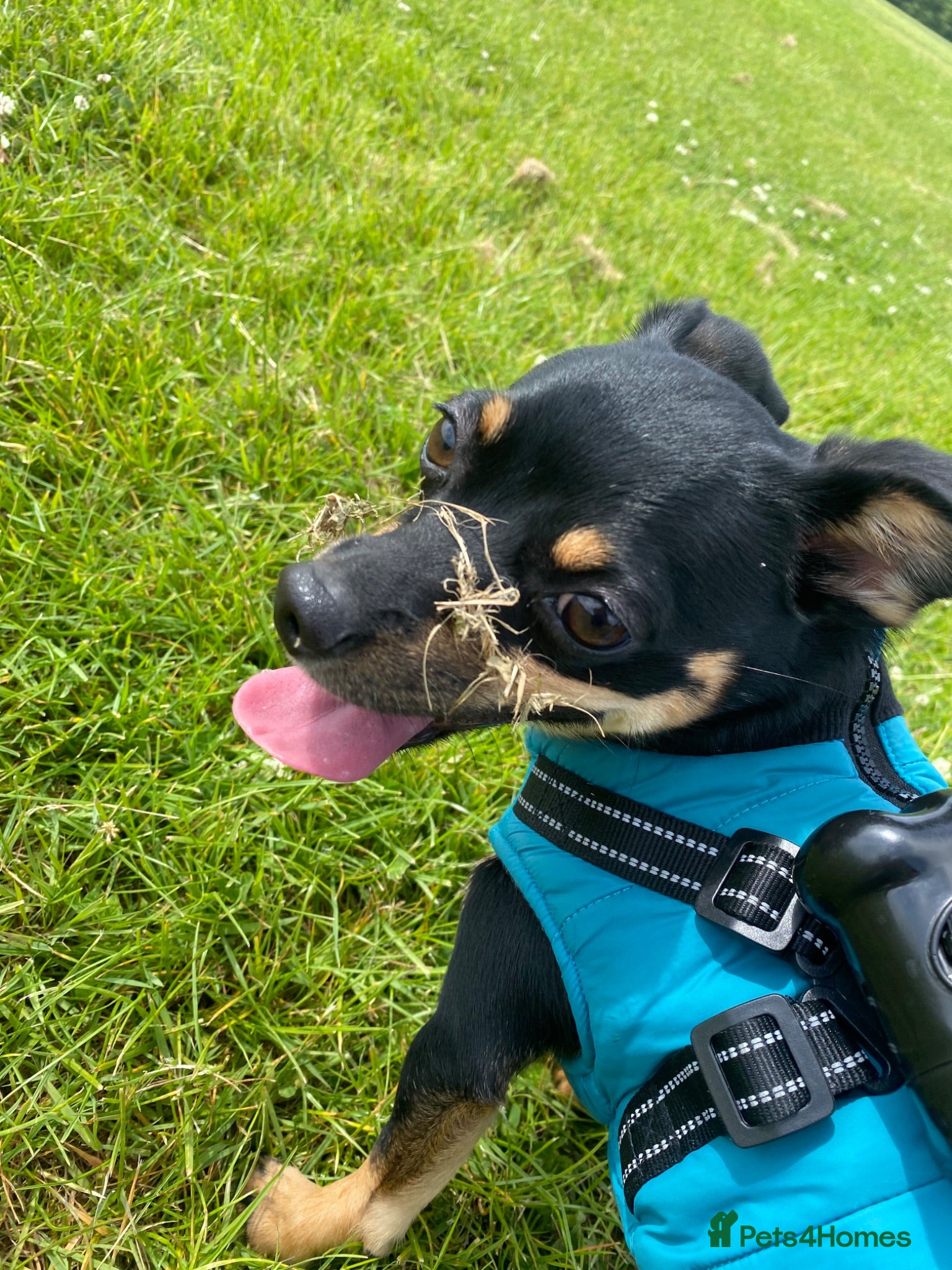 Jack Chi dogs 11 month old jackchi Rory - Advert 1