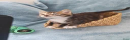 Mixed Breed cats for sale: Beautiful Kittens Videos in Barnsley - Advert 34