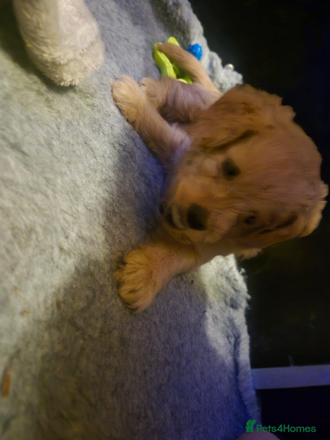Labradoodle dogs for sale: Stunningly adorable f2b labradoodles! - Advert 14
