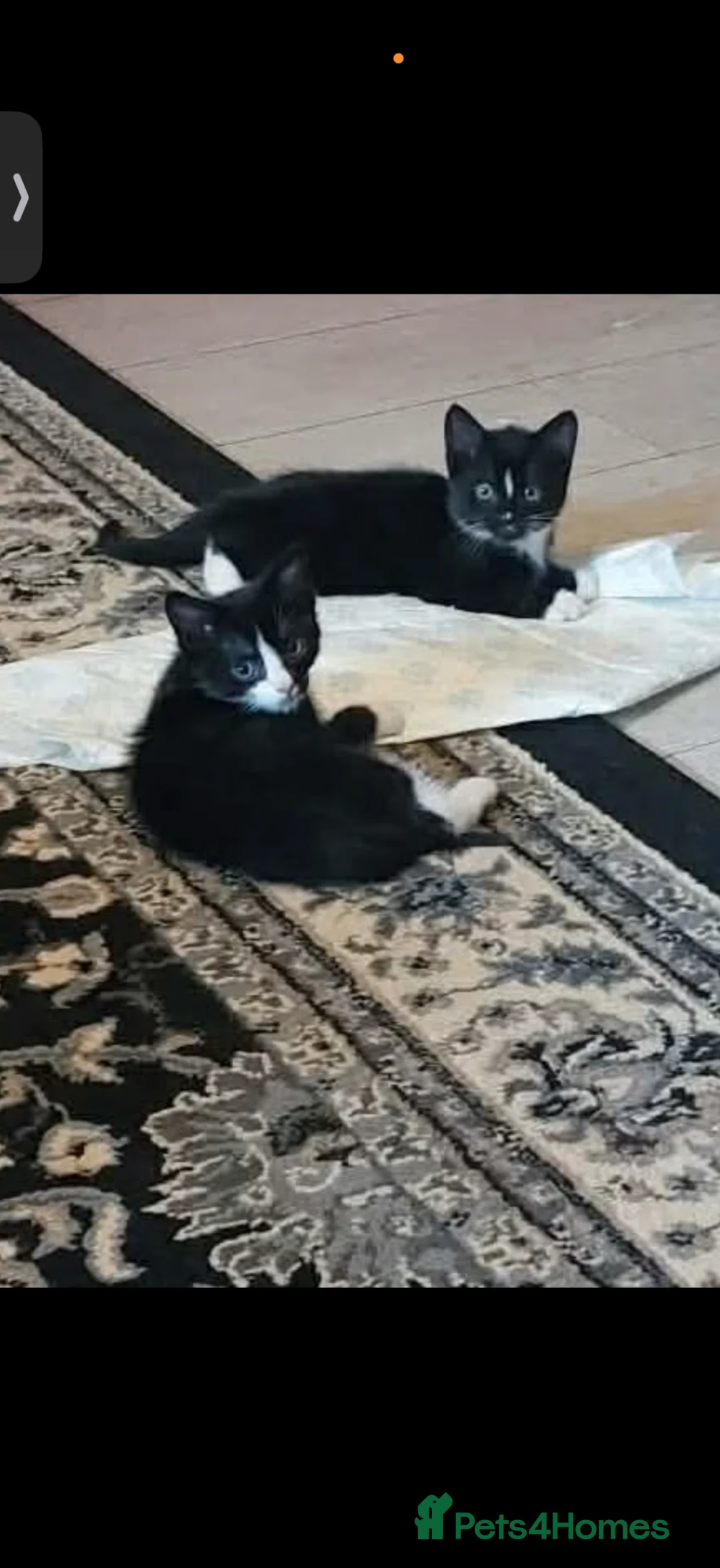 Mixed Breed cats for sale: Two beautiful kittens ready to go now  in Havant - Advert 2