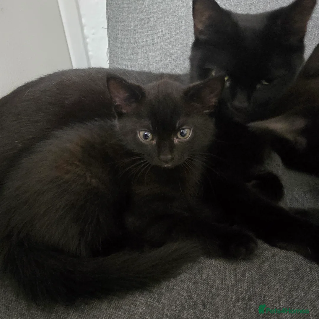 Mixed Breed cats for sale: Kitty - Advert 2