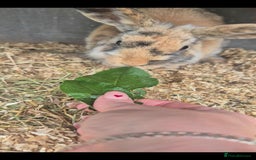 English rabbits for sale: Female rabbits £20 - Image 3