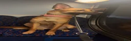 Belgian Shepherd Dog dogs for sale: Belgian mali for sale PLEASE READ!!!! - Advert 4
