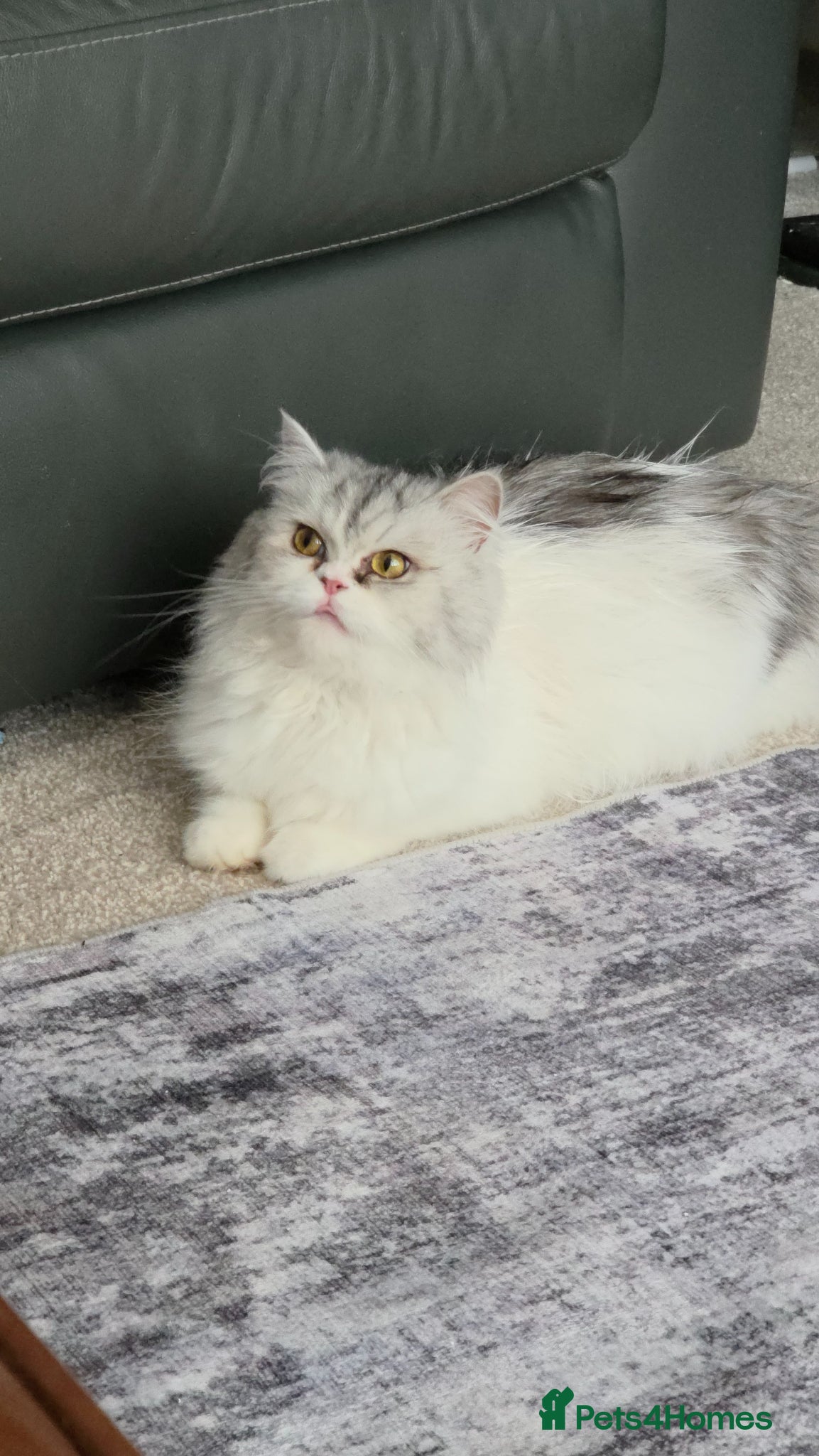 Persian cats for sale: Beautiful Persian Mix Kittens - Advert 3