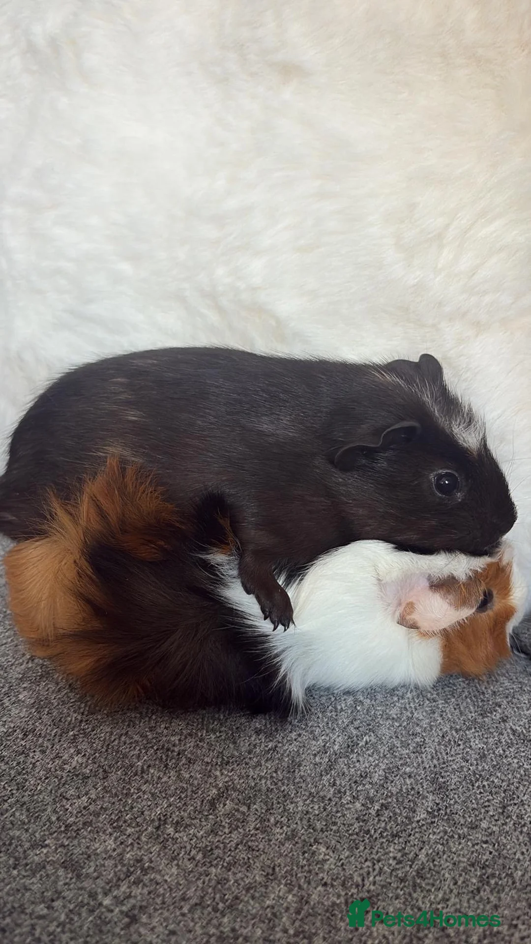 Guinea Pig rodents for sale: 2MALE guinea pigs complete with everything! - Advert 2